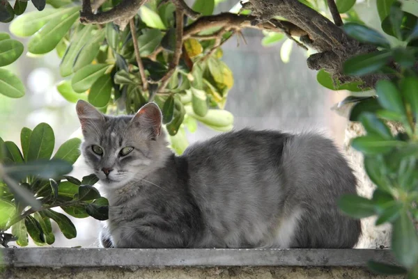 Gato Doméstico Azul Tabby Está Deitado Uma Parede Sob Arbusto — Fotografia de Stock
