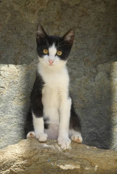 Młody Kociak Domowy Dwukolorowy Czarno Biały Siedzący Kamieniu Wyspa Tinos — Zdjęcie stockowe
