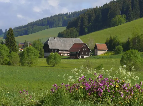 Farm Fekete Erdő Völgyében Tavasz Virágok Piros Lóhere Mások Jostal — Stock Fotó