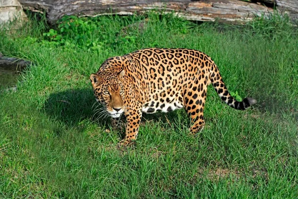 Jaguar Panthera Onca Pantanal Brazil Adult Male Jaguar Brazil Jaguar — Foto de Stock