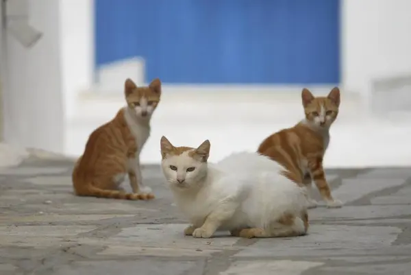 Trzy Koty Domowe Siedzą Greckiej Alejce Cyklady Grecja Dziki Kot — Zdjęcie stockowe
