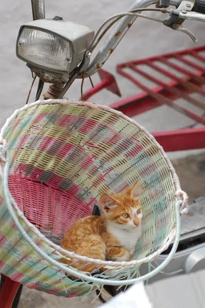 Gatinho Doméstico Jovem Tabby Vermelho Branco Descansando Uma Cesta Bicicleta — Fotografia de Stock