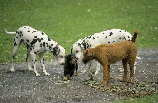 Dalmatiner Und Irish Terrier Begrüßen Einen Dackel — Stockfoto