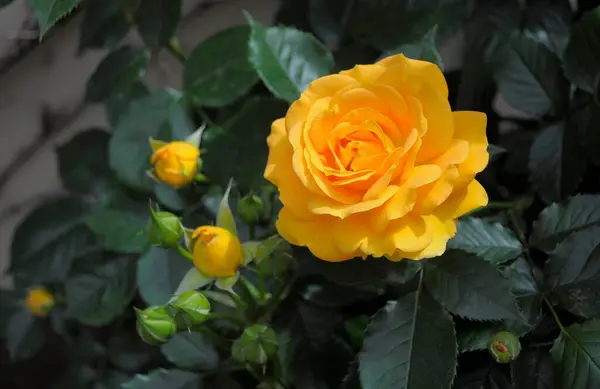 Yellow Rose Garden — Stock Photo, Image