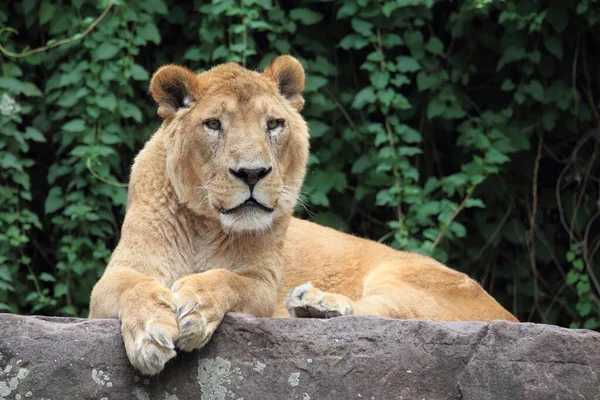 Asiatischer Löwe Panthera Leo Persica Liegt Auf Stein — Stockfoto