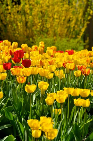 Zblízka Záběr Tulipánového Květu Tulipánová Zahrada Tulipánová Postel — Stock fotografie