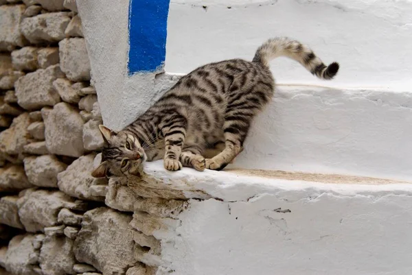 Kot Domowy Srebrny Tabby Rozciąganie Tarcie Głowy Kroku Wyspa Tinos — Zdjęcie stockowe