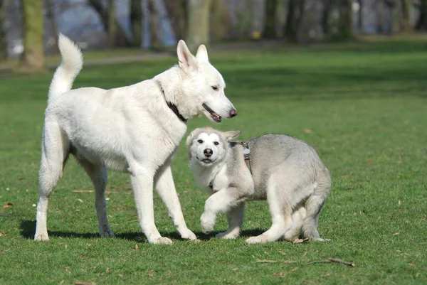 A White Swiss Shepherd domestic dog (canis lupus familiaris) and a young Alaskan Malamute, puppy 15 weeks old, play together, FCI Standard No. 347 and No. 243, a White Swiss Shepherd Dog and a young Alaskan Malamute, puppy 15 weeks old, play together