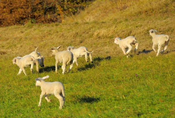 Landskap Schwabiska Alb Flock Får Hösten Bete Lamm Grupp Lamm — Stockfoto