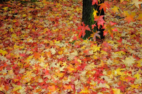 秋と木のトランクのカラフルなメープル葉 — ストック写真
