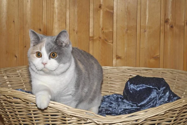 British Shorthair Cat Stojący Koszyku Jedną Nogą Krawędzi Koszyka Patrzący — Zdjęcie stockowe