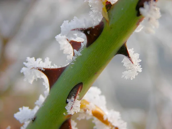 Frost on plant thorns in nature background view