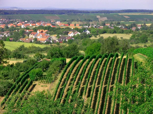 Uitzicht Bloeiende Wijngaarden Uitzicht Bloeiende Wijngaarden Oberderdingen — Stockfoto