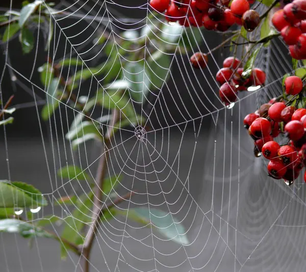 Spider Web Rope — Stock Photo, Image