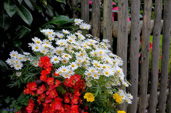 バーデン ウォルテンベルク ブラックフォレストコテージガーデン 永遠の庭 さまざまな庭の花 初期のデイジー — ストック写真