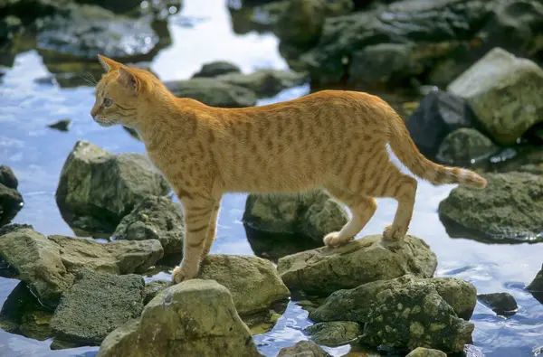 Punainen Kissa Vaanii Kaloja Meren Rannalla — kuvapankkivalokuva