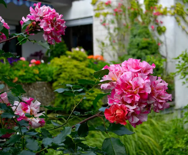 花园里的玫瑰五彩缤纷 — 图库照片