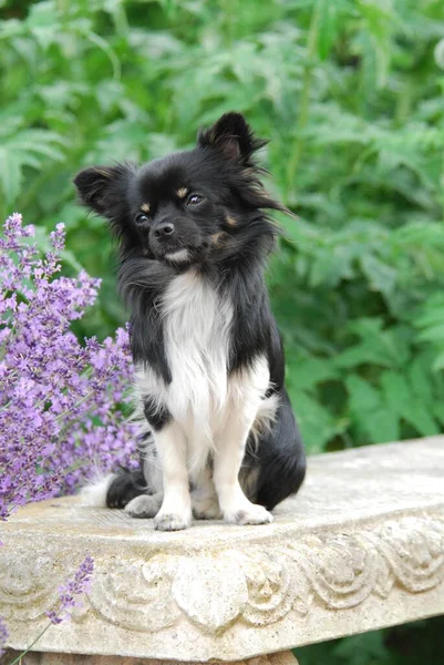 Chihuahua, male, long-coated tricolour, sitting on a bench with lavender flowers, FCI Standard No. 218, long-coated, sitting on a bench with lavender domestic dog (canis lupus familiaris)