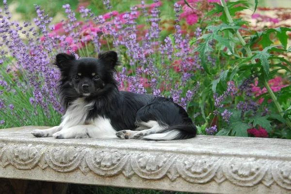 Chihuahua Hane Långhårig Trefärg Liggandes Bänk Framför Lavendelblommor Fci Standard — Stockfoto