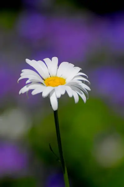 Grasveld Marguerite Huilende Bloemen Tuin Geranium Hybride — Stockfoto