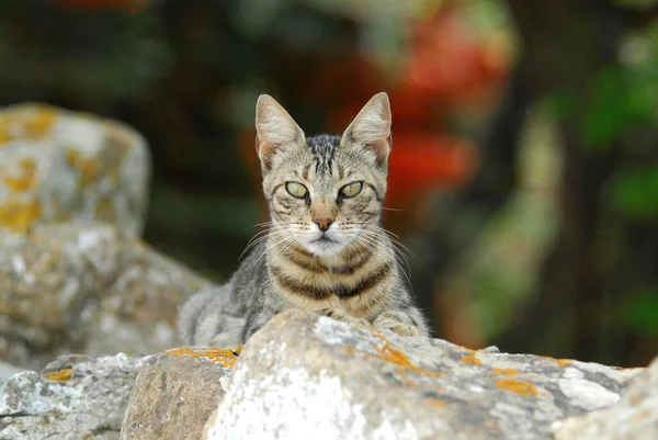 Gato Doméstico Tabby Acostado Una Pared Rocosa Isla Tinos Cícladas —  Fotos de Stock