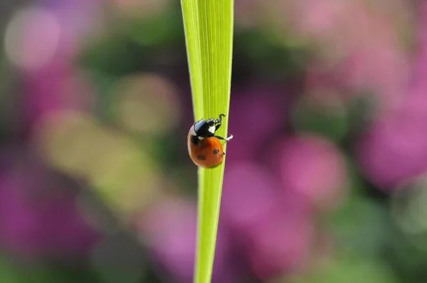 Ladybird on lily leaf, ladybird, seven-spott ladybird (Coccinella septempunctata), seven-spot on flower