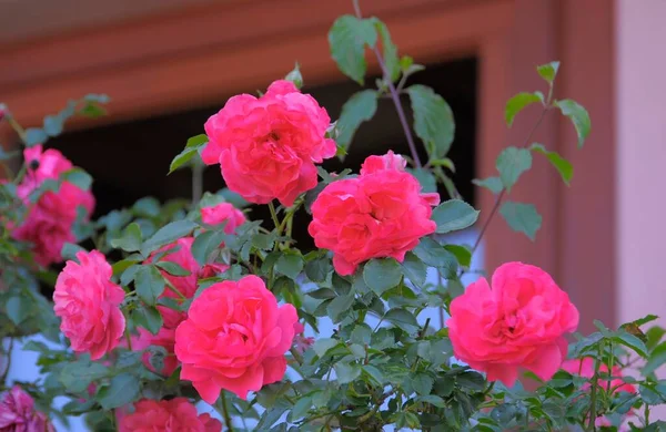 多年生玫瑰 花园中的粉色玫瑰 — 图库照片