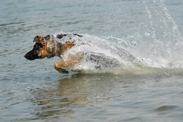 German shepherd dog jumps through the water