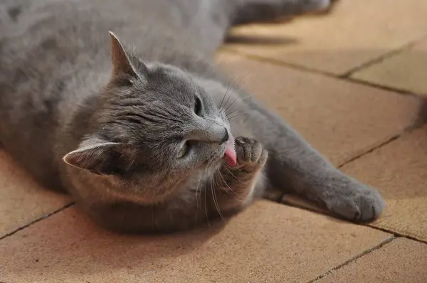 Gato Doméstico Gris Gato Cartujo British Shorthair Bkh British Shorthair — Foto de Stock