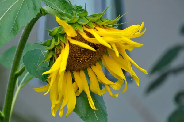 Bunga Matahari Pandangan Dekat Konsep Pertanian — Stok Foto