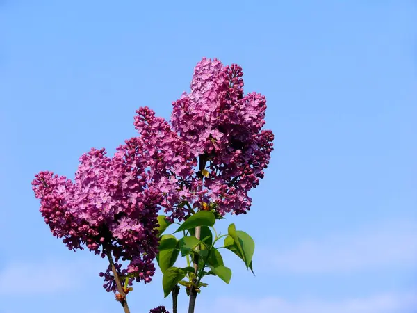 Common Lilac (Syringa vulgaris), Purple Lilac Branch, Flowering