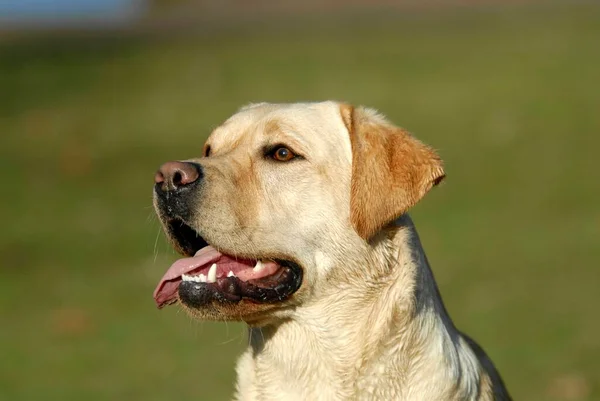 Λαμπραντόρ Retriever Πορτρέτο Headshot Μάτια Σκύλος Σκυλιά Κυνηγόσκυλο Οικόσιτα Σκυλιά — Φωτογραφία Αρχείου