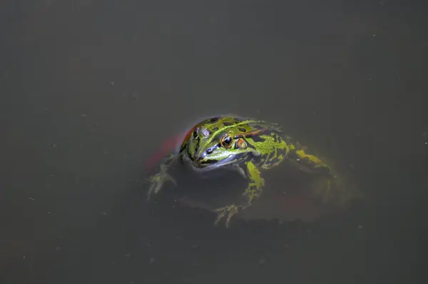 池の水のカエルを見る — ストック写真