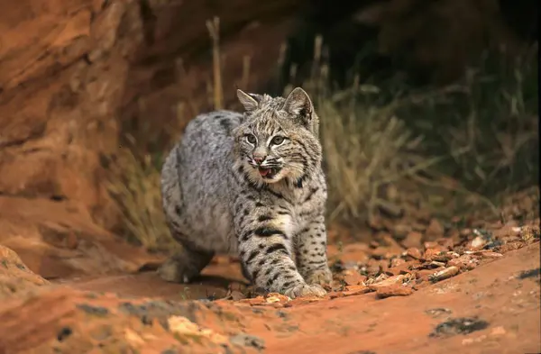 Lynx Rufus இளம — ஸ்டாக் புகைப்படம்