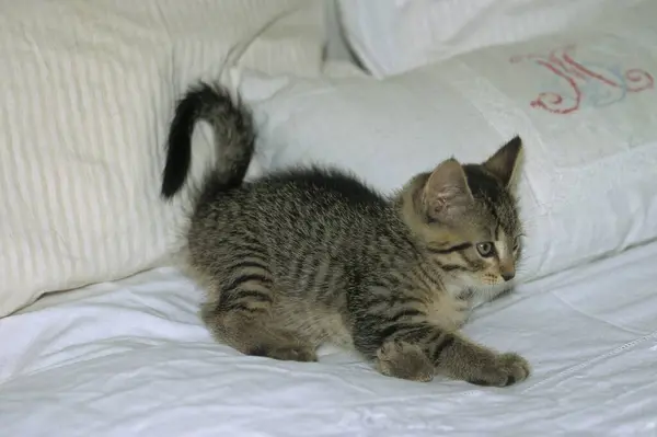 Młody Kotek Domowy Bawi Się Kanapie — Zdjęcie stockowe