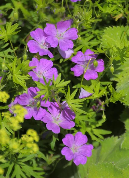 Kranichschnabel Blüht Frauenmantel Blumen Garten — Stockfoto