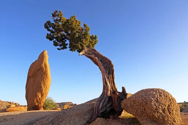 Pinyon Und Rock Jumbo Rocks Joshua Tree National Park Usa — Stockfoto