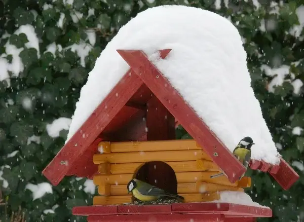 Winter Bird Feeding Bird House Great Tit Parus Major Snowfall — Stock Photo, Image