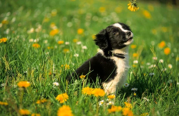 Mooie Border Collie Hond Natuur Achtergrond — Stockfoto