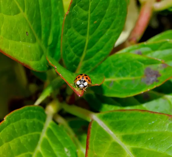 Ladybird Hydrangea Leaf — Stock Photo, Image