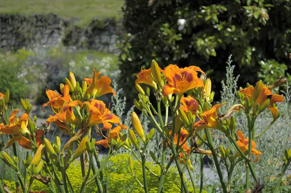 Lake Constance Mainau Island Daylilies Garden — Stock Photo, Image