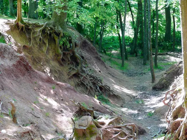 Exposed Roots Beech Tree Due Erosion — Stock Photo, Image