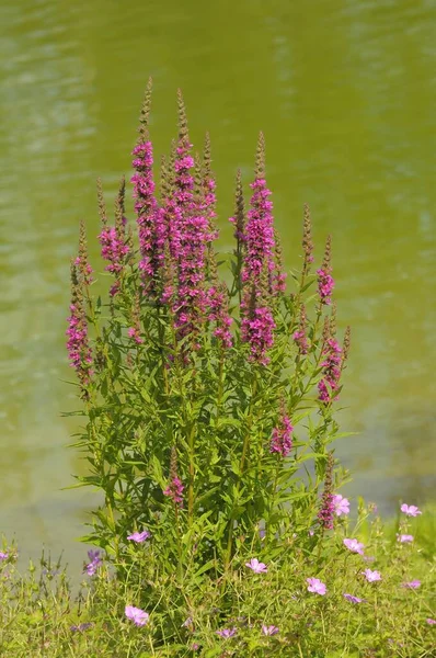 シュトゥットガルト キルベルク 池で紫色のルーズフィー — ストック写真