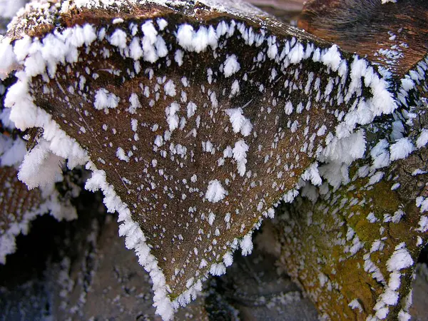 Vedere Aproape Primei Înghețări Frunze — Fotografie, imagine de stoc