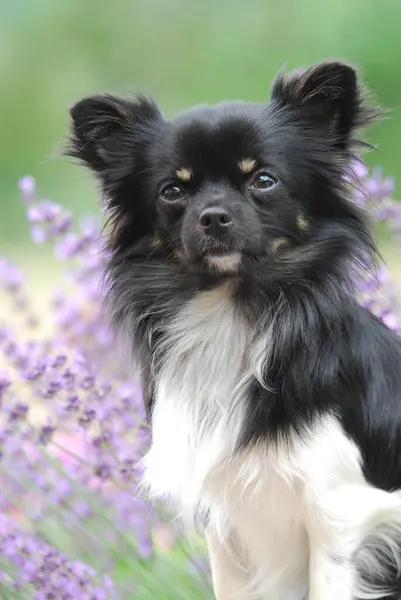 Chihuahua Hombre Pelo Largo Tricolor Retrato Delante Flores Lavanda Fci — Foto de Stock