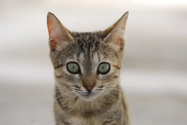가정용 고양이 Tabby 초상화 Cyclades 그리스 — 스톡 사진