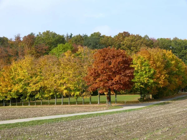 Group Trees Autumn Kraichgau — Stock Photo, Image