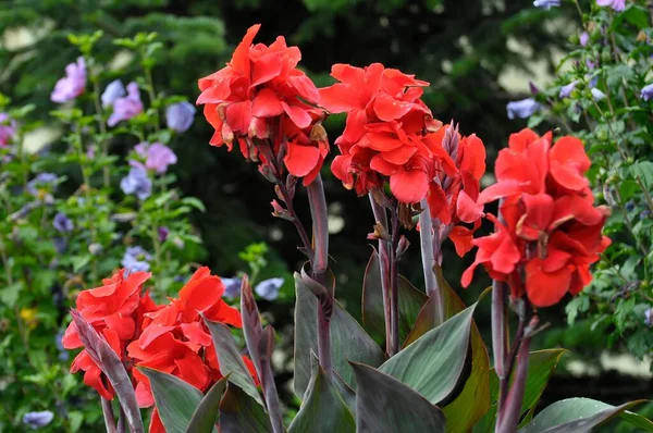 Red Canna Floração Jardim — Fotografia de Stock