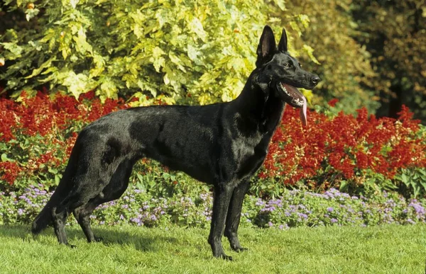 German Shepherd Dog Preto Fci Standard 166 — Fotografia de Stock