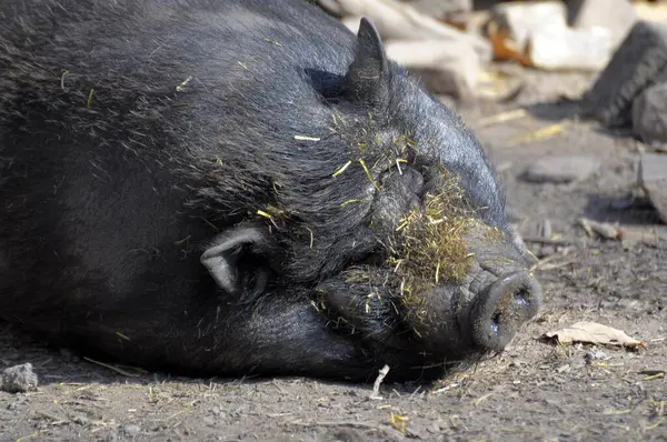 Pot-bellied pig sleeping, mini pig, pot-bellied pig, Vietnamese pot-bellied pig, domestic pig (Sus scrofa f. domestica)